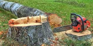 Best Tree Mulching  in Fountain, CO