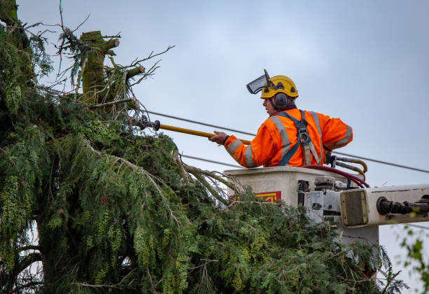Best Tree Removal  in Fountain, CO
