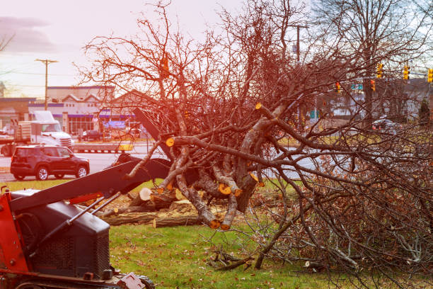 Tree and Shrub Care in Fountain, CO