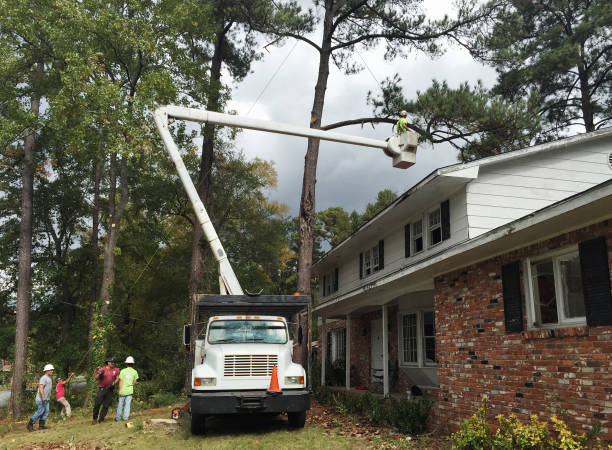 Best Emergency Tree Removal  in Fountain, CO