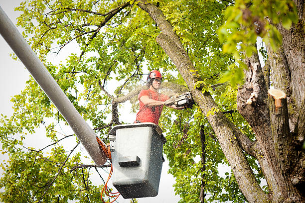 Best Commercial Tree Services  in Fountain, CO