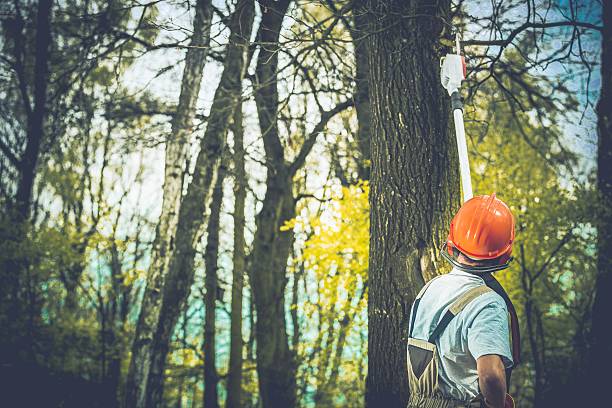 Best Fruit Tree Pruning  in Fountain, CO
