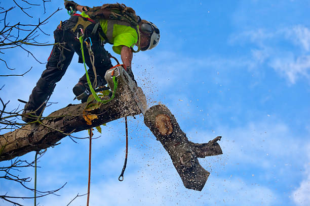 Reliable Fountain, CO Tree Care Solutions